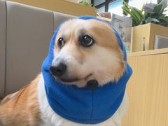 -美联众合动物医院·24h转诊中心