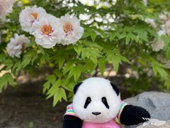 -莲花池公园