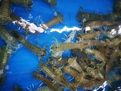 -明润海鲜(南边海店)