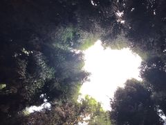 -武陵山森林公园