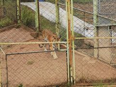 -青藏高原野生动物园