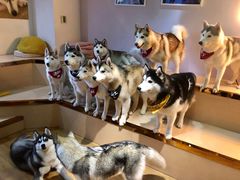 -Husky Go! 哈士奇体验馆·宠物咖啡厅狗咖
