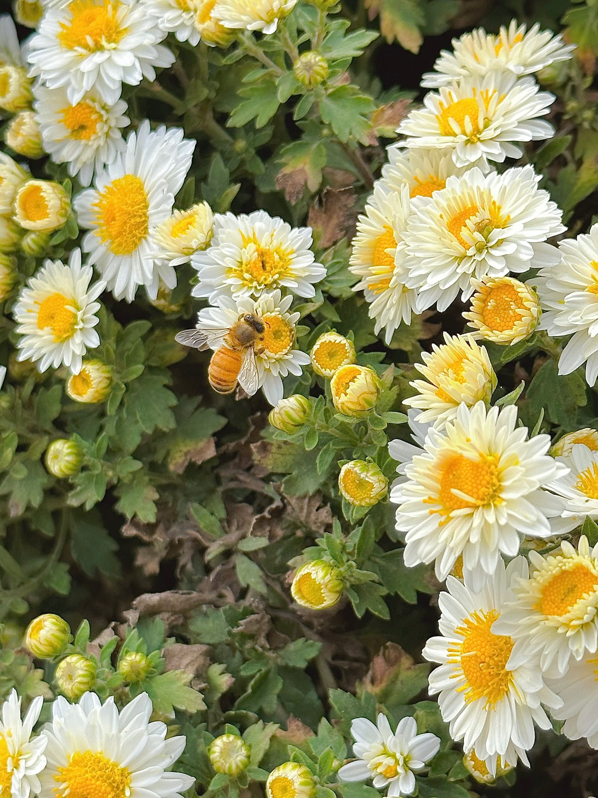 六合这里周末农家亲子游赏菊/摸藕/卡丁车