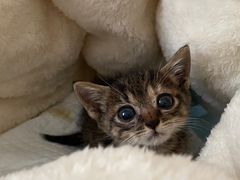 -艾吉宠物医院·疑难杂症转诊中心·猫友好(碧江路院)