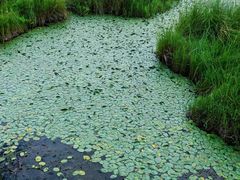 -腾冲北海湿地