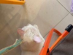 -平行世界·猫咖(首经贸店)