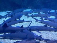 -烟台海昌鲸鲨海洋公园