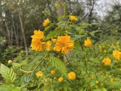 -泰州凤城河风景区-泰山公园