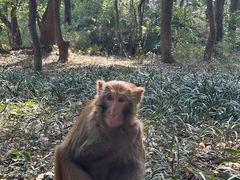 -苏州上方山国家森林公园