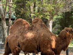 -长白岛森林公园