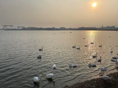 -烟墩角天鹅湖