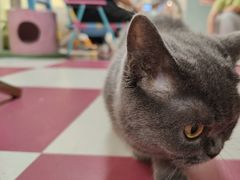 -猫宠乐园·专业洗护