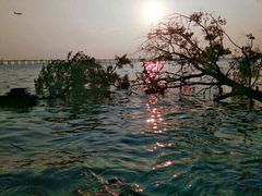 -宝安西湾红树林湿地公园