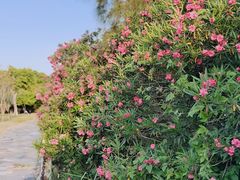 -曾厝垵-珍珠湾
