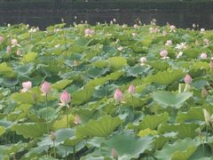 -荔湾湖公园