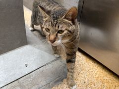 -万县面馆(高笋塘店)