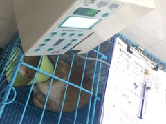 -瑞派动物医院·猫专科·至诚(江南中分院)