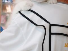 -momokira米努特·德文卷毛猫·棉花面纱犬