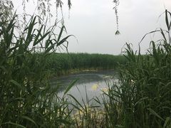 -白洋淀景区