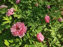 -石家庄市植物园