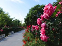 -郑州中国绿化博览园