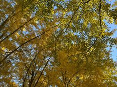 -三里屯东五街银杏大道