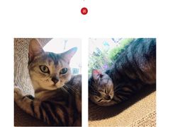 -吉丁鸟咖·异宠·寄养