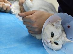 -中农国际动物医院24小时·猫科·骨科·急重症中心