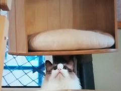 -MOYOYO猫咪咖啡店