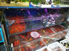 -曲阳花鸟市场(曲阳路店)