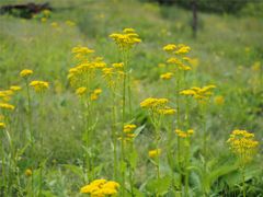 -硗碛藏寨·神木垒景区