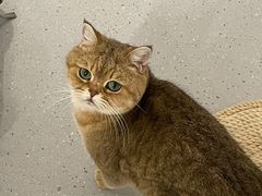 -Cappucimeow猫咪咖啡馆(韦伯时代店)
