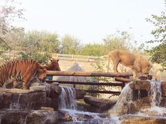 -北京野生动物园