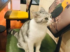 -猫小院猫主题咖啡厅(北锣店)