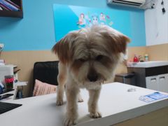 -宠颐生猫科·内科皮肤科(西平世纪城店)