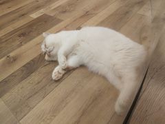 -袖虎·猫馆(体育西路店)