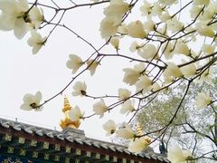 -护国法轮寺