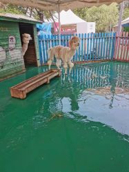 -萌宠亲子动物乐园(槐房万达店)