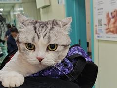 -北京观赏动物医院·24小时大型综合·猫专科·异宠专科