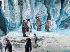 -帝企鹅自助餐厅•儿童岛•真企鹅(长隆企鹅酒店)