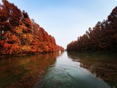 -上海海湾国家森林公园