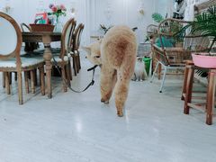 -共舞时光猫咖·狗咖(新街口店)