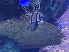-上海海洋水族馆