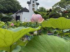 -无锡蠡湖国家湿地公园-蠡园