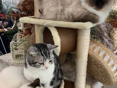 -共舞时光猫咖·狗咖(新街口店)