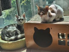 -momokira米努特·德文卷毛猫·棉花面纱犬