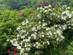 -西湖外事游船(花港观鱼码头)