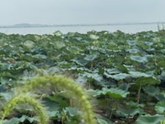 -七的湖·晚芳亭·阳澄湖农家菜·大闸蟹(莲花岛店)