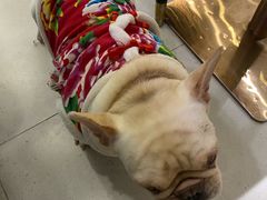 -安格丽娜·狗咖·猫咖羊驼咖(春熙路百盛商场店)
