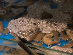 -臻鲜燕海鲜融合餐厅(金陵style店)